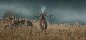 red_deer red_deer